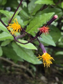 Okinawai spenót - Gynura bicolor